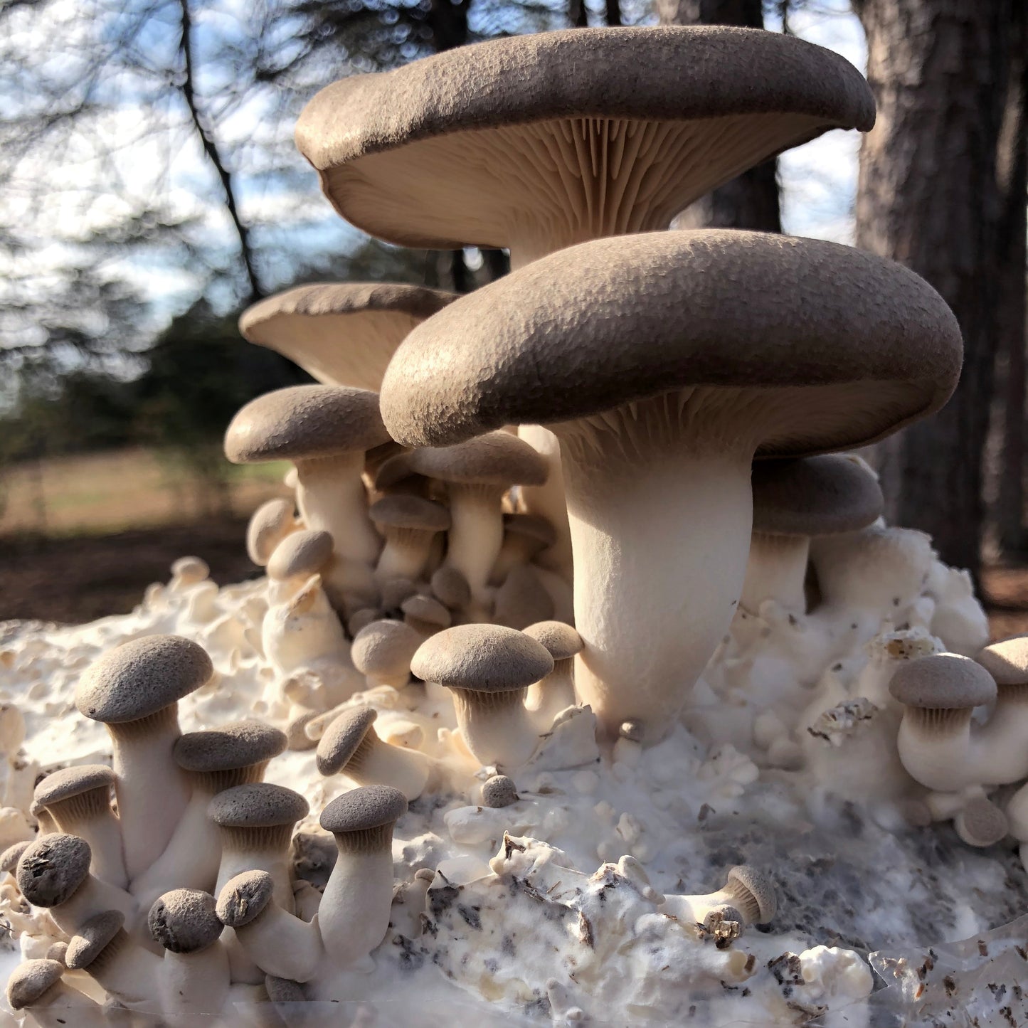 Oyster Mushroom Sawdust Spawn - (Pleurotus spp.) - 5lb