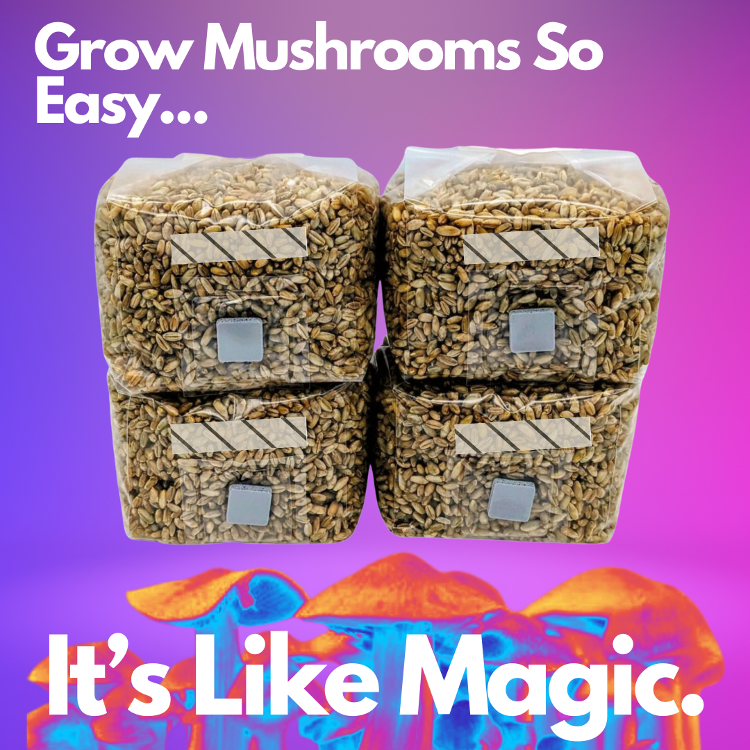 1lb Organic Rye Berries Mushroom Grain Spawn bags w/ Injection Ports