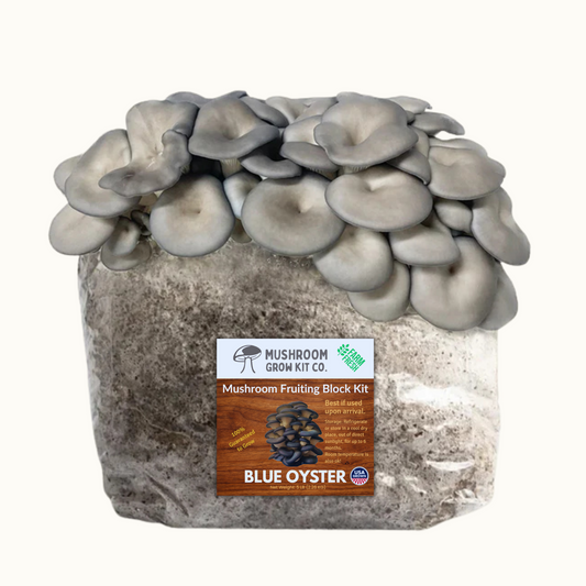 Premium Blue Oyster Mushroom Fruiting Block Grow Kit - 5 LBS