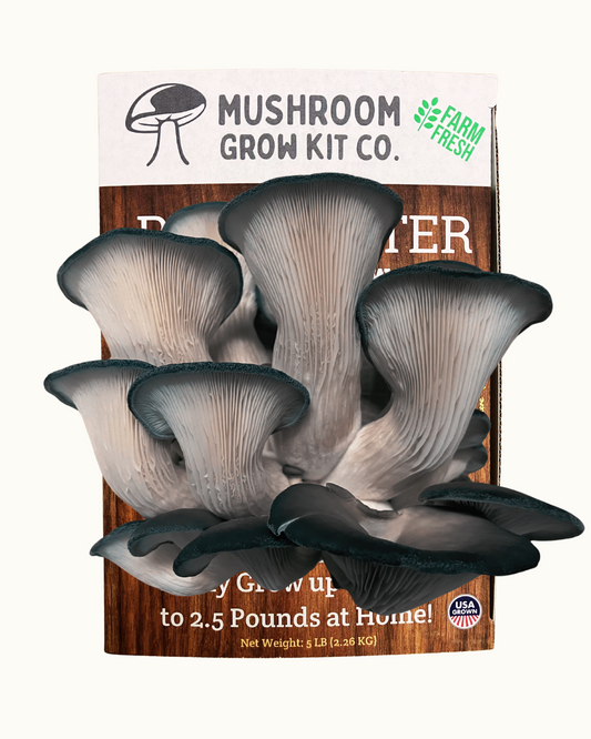 Premium Blue Oyster Mushroom Growing Kit - 5 LBS