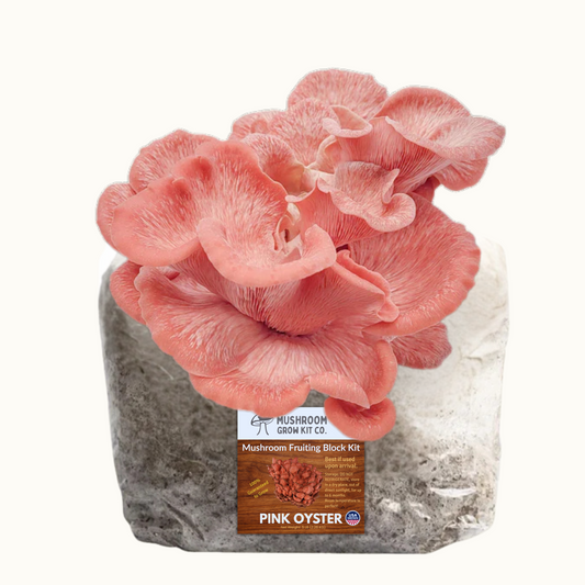 Premium Pink Oyster Mushroom Fruiting Block Grow Kit - 5 LBS