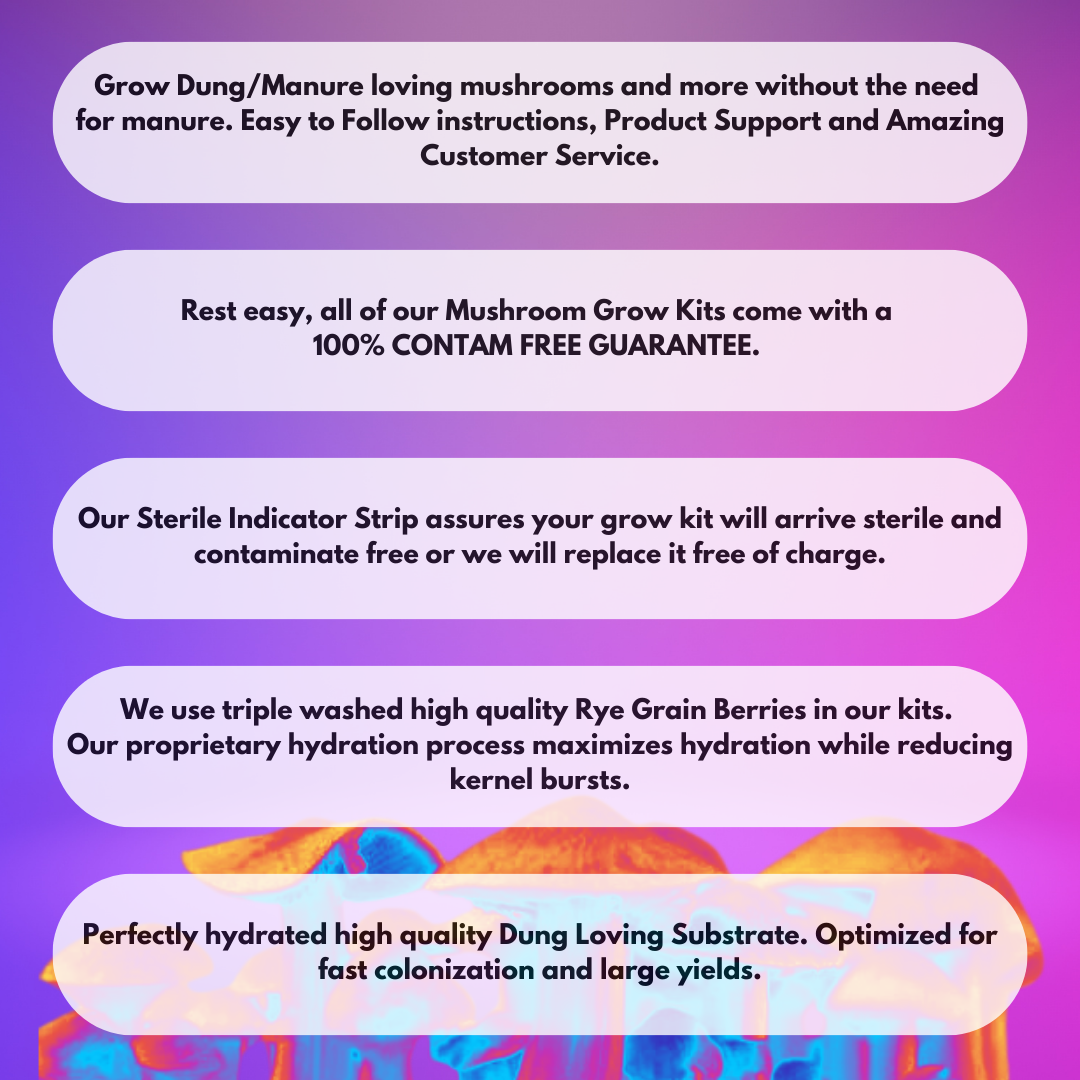 All in One Organic Easy Mushroom Grow Bag Kit Grain & Substrate