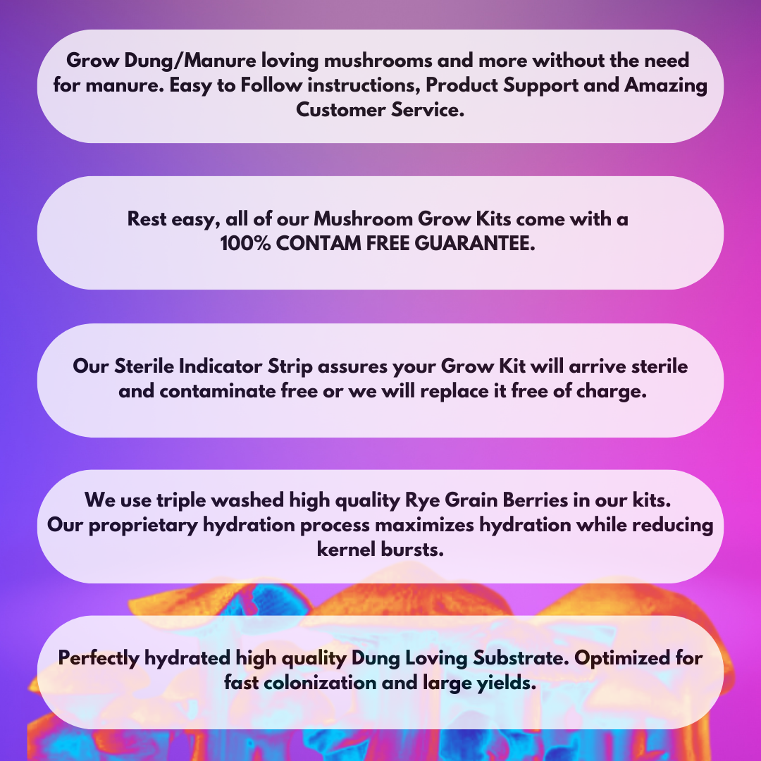 Mushroom Growing Kit Rye Grain Spawn Bags + Substrate Grow Like Magic