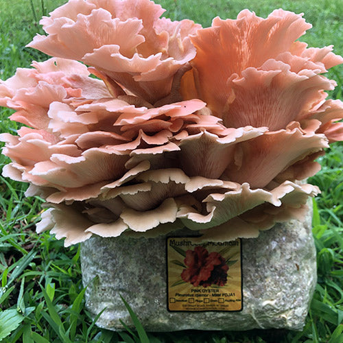 Oyster Mushroom Sawdust Spawn - (Pleurotus spp.) - 5lb