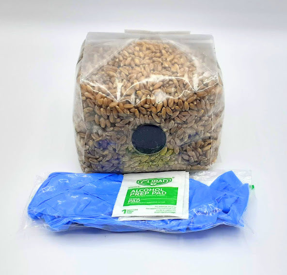 1lb Organic Rye Berries Mushroom Grain Spawn bags w/ Injection Ports