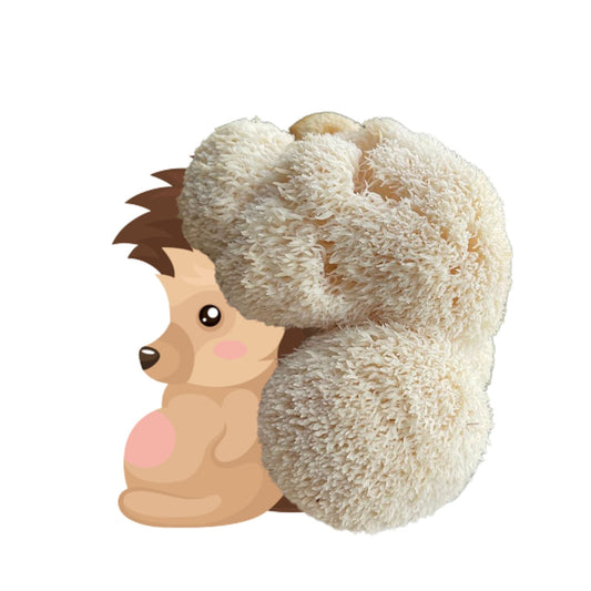 Bearded Hedgehog - Lion's Mane Mushroom Grow Kit - 6.5 LBS