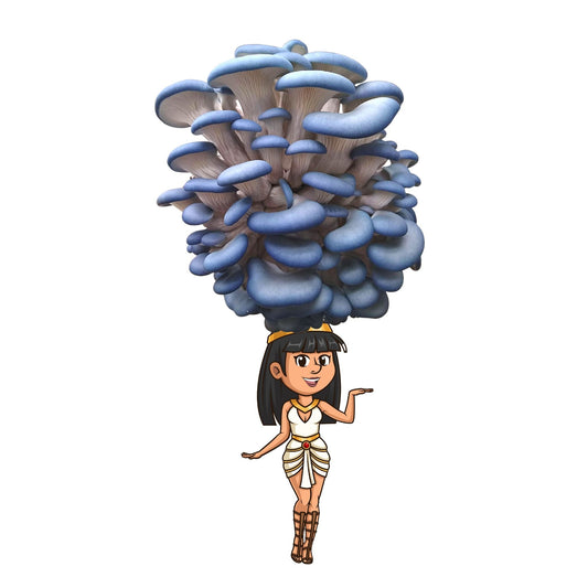 Fungititi- Blue Oyster Mushroom Grow Kit - 6.5 LBS