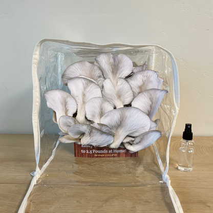 Premium Blue Oyster Mushroom Growing Kit - 5 LBS