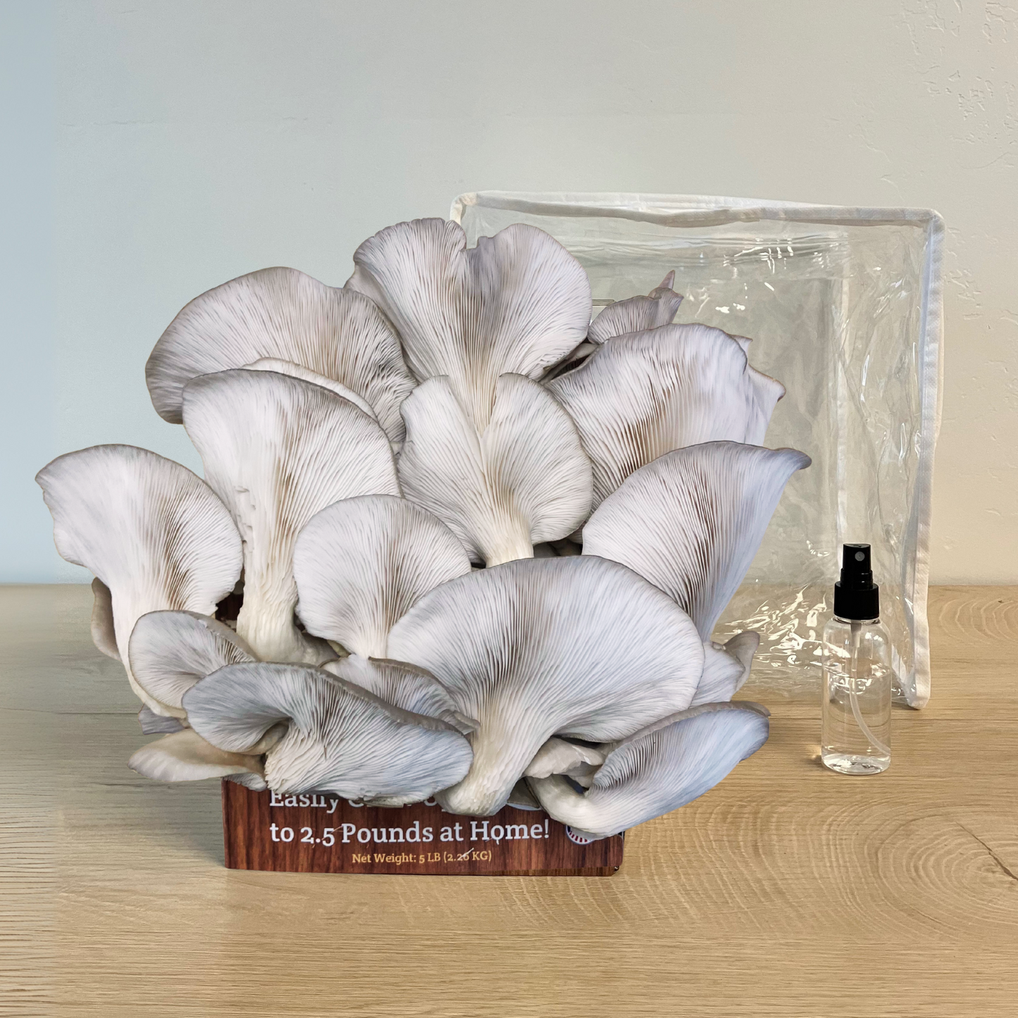 Premium Blue Oyster Mushroom Growing Kit - 5 LBS