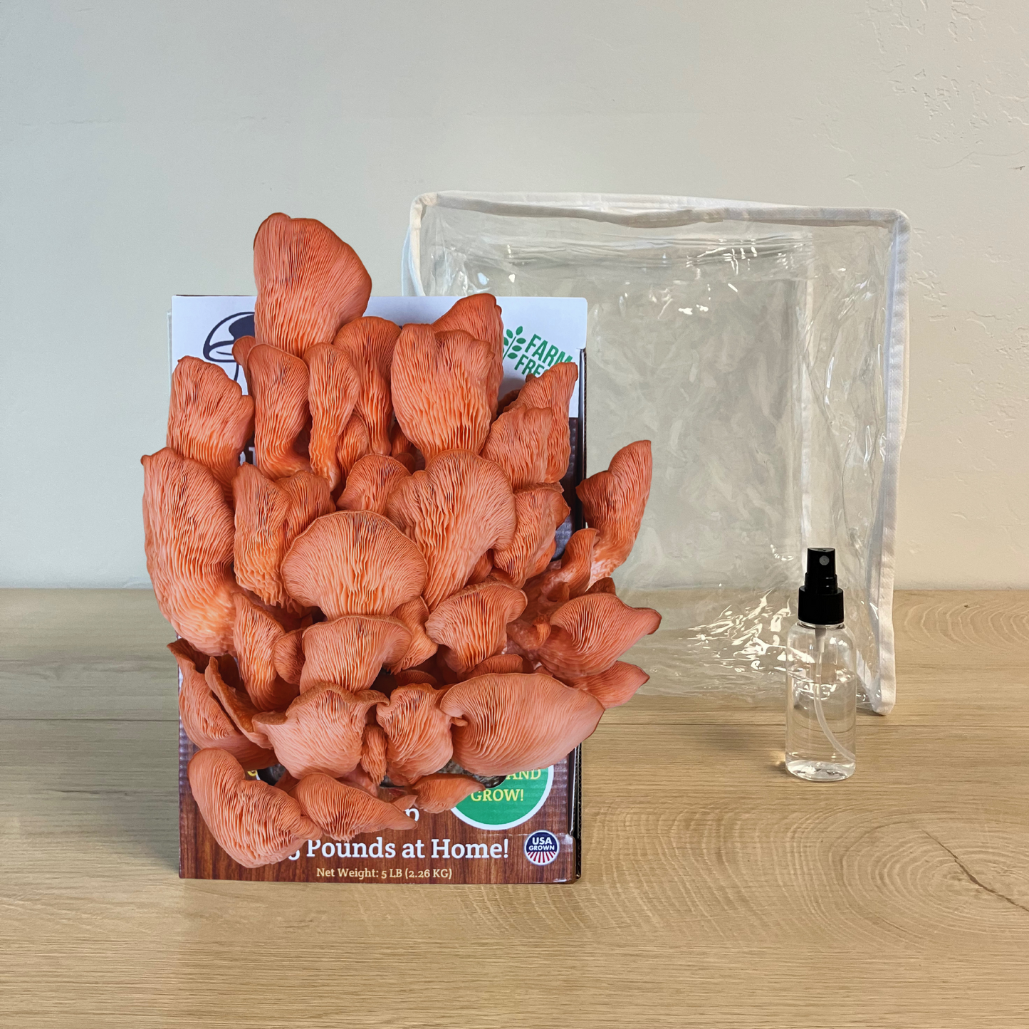 Premium Pink Oyster Mushroom Growing Kit - 5 LBS