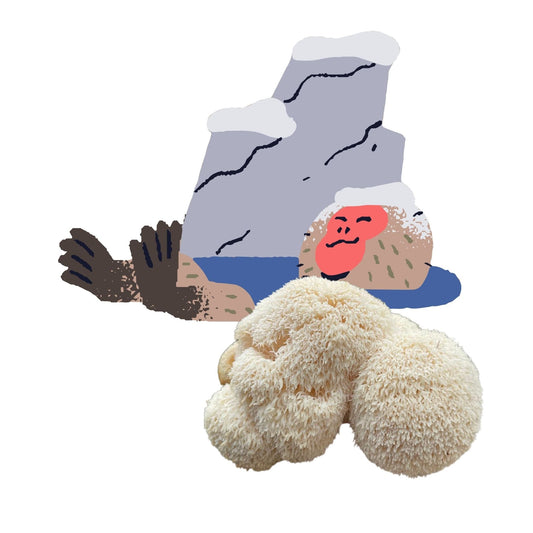 Lion's Mane Monkey - Lion's Mane Mushroom Grow Kit - 6.5 LBS