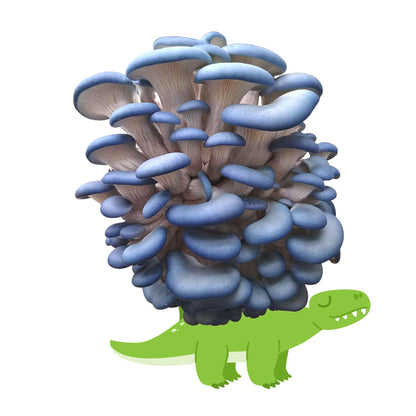 Mushasaurus - Blue Oyster Mushroom Grow Kit - 5 LBS (with box)