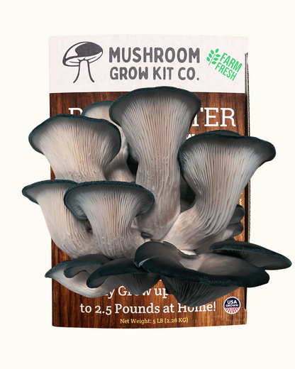 3 Pack - Premium Lion's Mane, Pink, and Blue Oyster Mushroom Growing Kit - 15 LBS