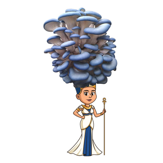 Queen Nefungitari - Blue Oyster Mushroom Grow Kit - 6.5 LBS