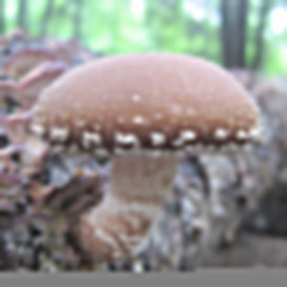Shiitake Mushroom Sawdust Spawn - (Lentinula edodes) - 5lb